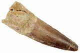 Spinosaurus Tooth - Real Dinosaur Tooth #192101-1